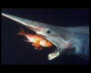 Tubarão-Duende (Mitsukurina owstoni) (2)