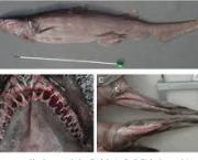 Tubarão-Duende (Mitsukurina owstoni) (3)