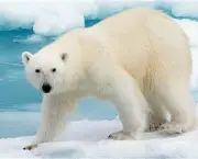 urso-polar (1)