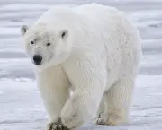 urso-polar (2)