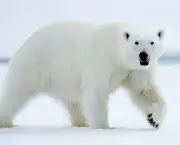 urso-polar (6)