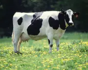 Vaca (1)