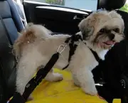 Dog Travel 1