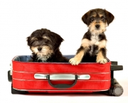 Two Cute Puppies Brothers In The Suitcase Isolated