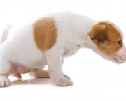 cachorro-fazendo-xixi