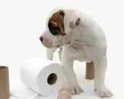 how-to-potty-train-your-dog