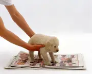 Putting a Golden Retriever puppy on newspaper, house training