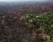 Zonas de Combate na Floresta Amazonica (15).jpg