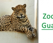 Zoologico De Guarulhos (16)