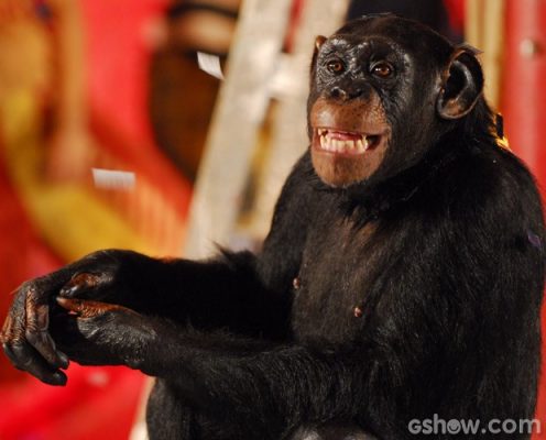Caras e Bocas: Xico – O Macaco que Pintava o Sete