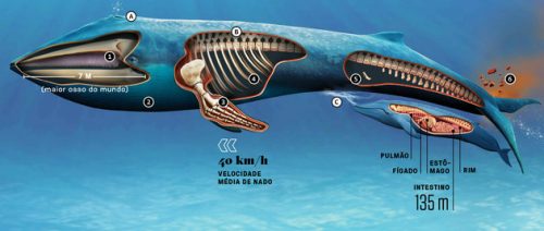 Características Físicas da Baleia Azul 