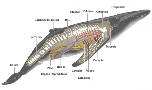 Morfologia Interna Da Baleia Azul