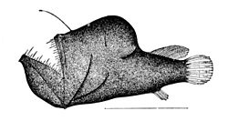 Peixe Diabo Negro - Melanocetus johnsonii