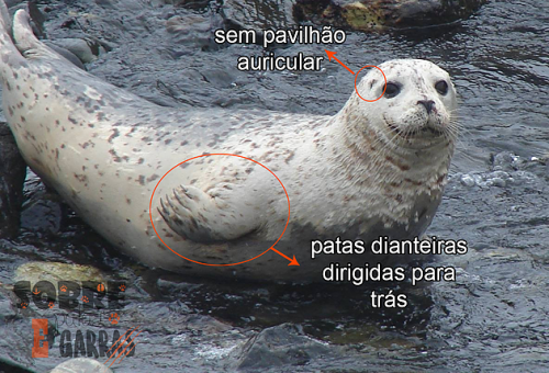 Otária e as diferenças físicas entre focas