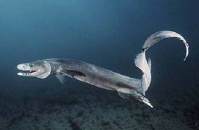 Tubarão-Cobra (Chlamydoselachus anguineus)