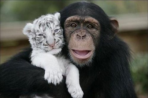 Amor e amizade entre o reino animal