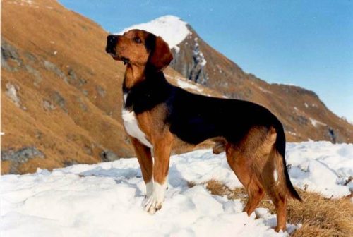 Cachorro da Raça Braco Tirolês na Neve 