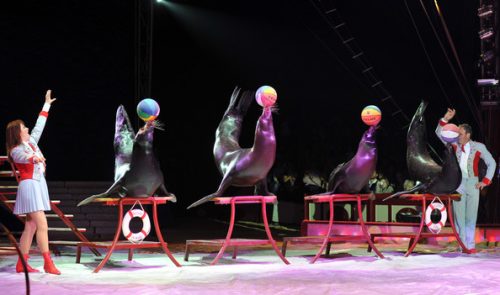 Otárias sendo utilizadas como atração no circo