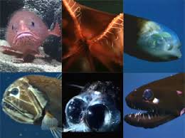 Algumas espécies presentes nas profundezas do mar