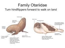 Caracteristicas físicas da família Otarridae
