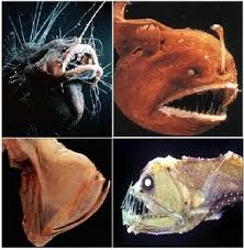 Animais do fundo do mar tiveram uma evolução diferente, devido as condições do ambiente que vivem