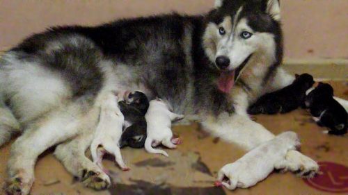 Mãe Husky com recém nascidos