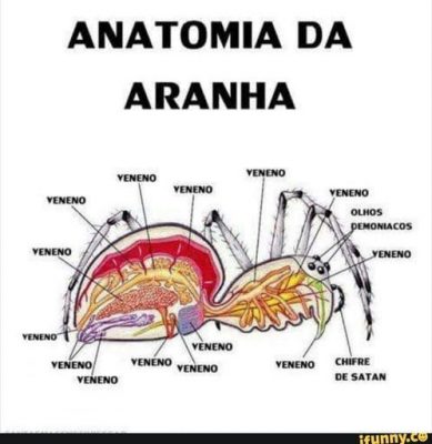 Anatomia da Aranha 
