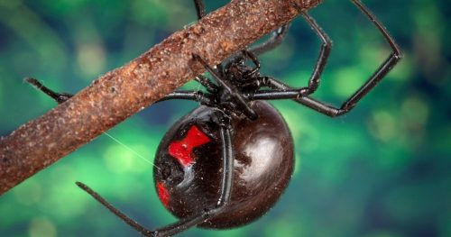 Aranhas Venenosas - Viúva Negra