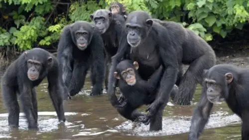 Chimpanzés 