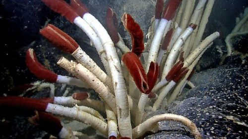 Giant tube Worms