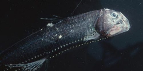 Viperfish do Pacífico