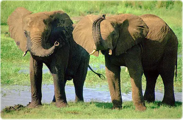 Elefantes Africanos