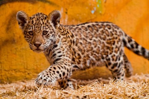Filhote de Jaguar