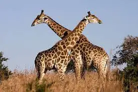Girafas Africanas