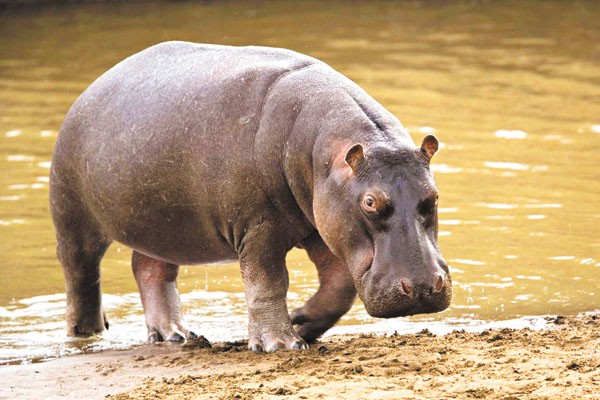 Hipopótamo Africano