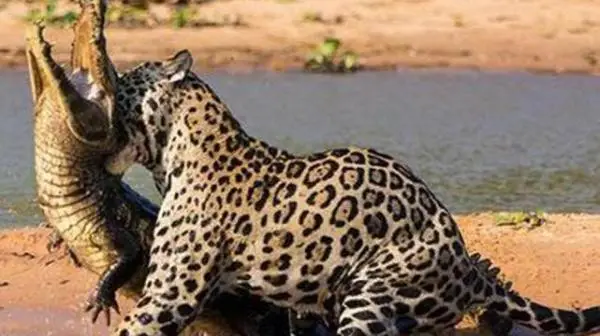 Jaguar caçando jacaré