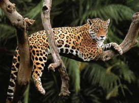Jaguar na árvore