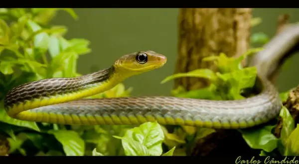 Cobra Cipó em seu Habitat