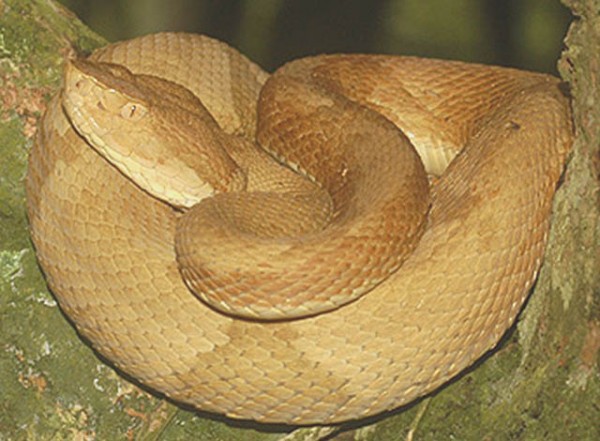 Cobra-dormideira-queimada-grande