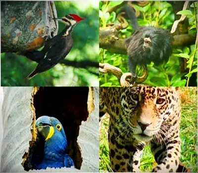 Espécies ameaçadas de extinção no Brasil