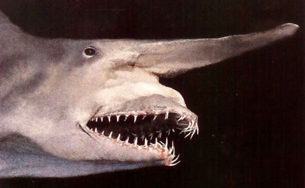 Goblin Shark ou Tubarão duende