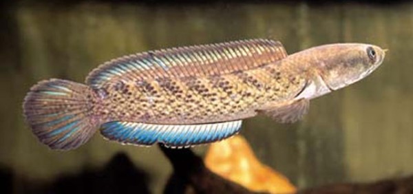 Peixe Borna Snakehead