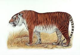 Tigre persa