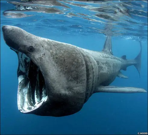 Tubarão Megamouth