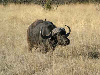 Búfalo-africano (Syncerus caffer)