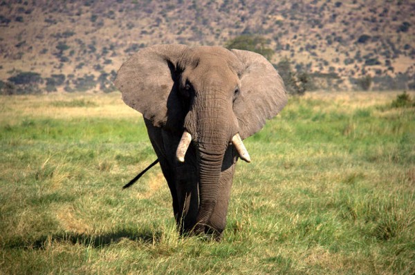 Elefante Africano