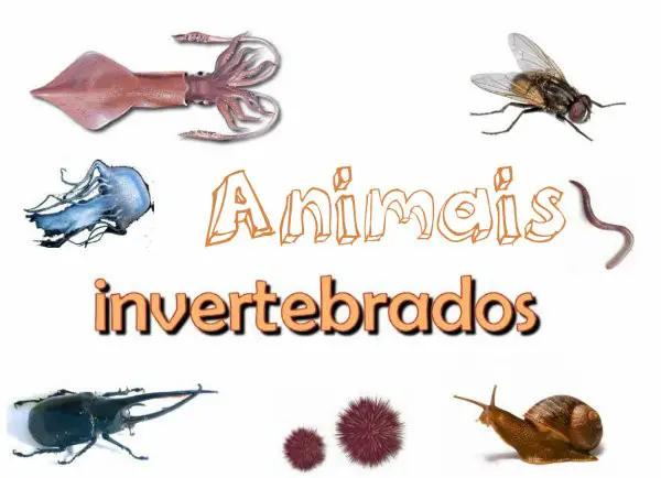 Fotos de Animais Invertebrados