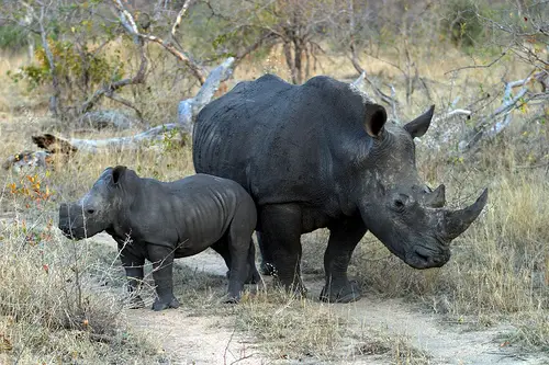 Rinoceronte-negro da África com Filhote