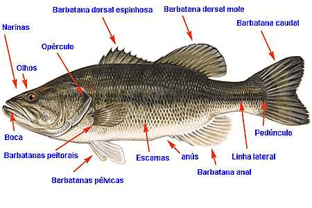 Características dos Peixes Ósseos