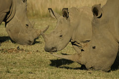 Tres Rinocerontes Brancos se alimentando